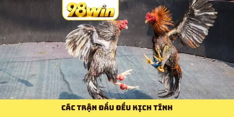 Đá Gà 88 - Hội Tụ Những Trận Hùng Kê Huyền Thoại Nhất - Slotvoyage