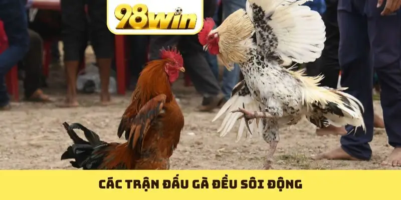 Đá Gà Thomo: Sân Chơi Cược Chất Lừ Với Nhiều Kèo Hay - Slotvoyage