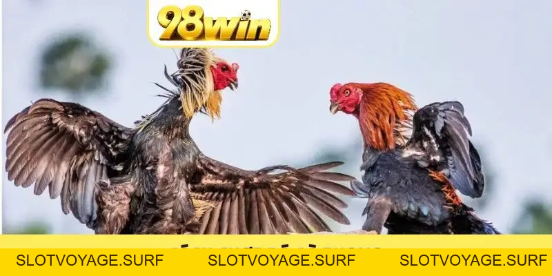 98WIN CLUB 🏆 Link 98WIN.COM Đẳng Cấp ⭐️ Tân Thủ Nạp +8.888K - Slotvoyage