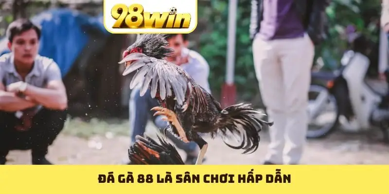 Đá Gà 88 - Hội Tụ Những Trận Hùng Kê Huyền Thoại Nhất - Slotvoyage