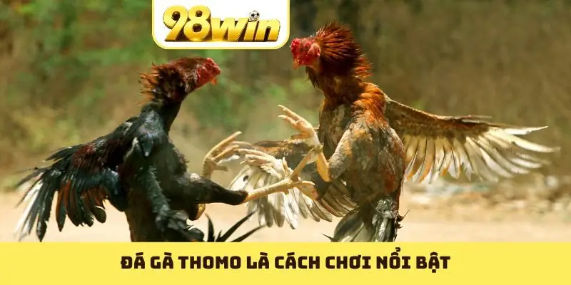 Đá Gà Thomo: Sân Chơi Cược Chất Lừ Với Nhiều Kèo Hay - Slotvoyage