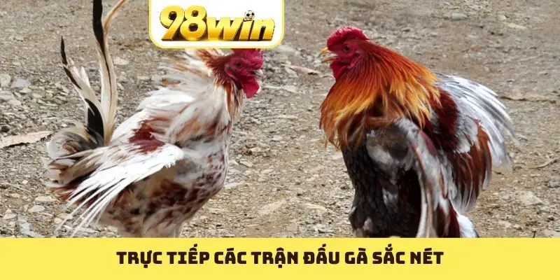 Đá Gà 88 - Hội Tụ Những Trận Hùng Kê Huyền Thoại Nhất - Slotvoyage