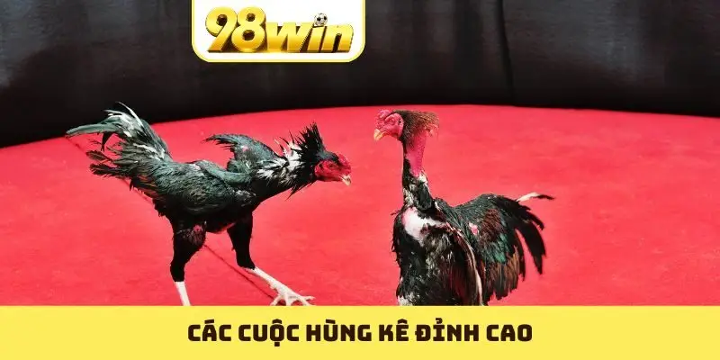 Đá Gà 98WIN - Nơi Các Trận Hùng Kê Nổi Danh Nhất 2026 - Slotvoyage